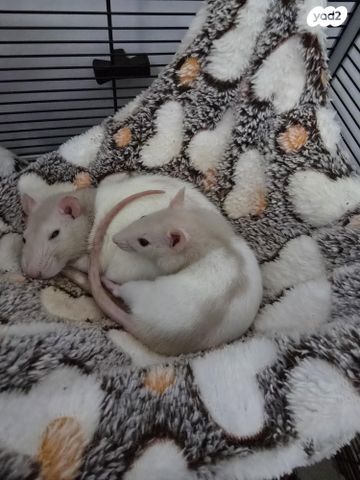 תמונת מודעה - חיות מחמד