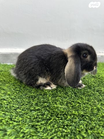 תמונת מודעה - חיות מחמד