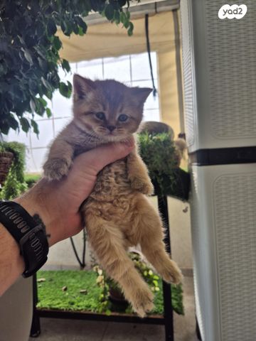 תמונת מודעה - חיות מחמד