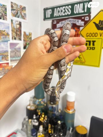 תמונת מודעה - חיות מחמד