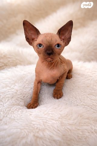 תמונת מודעה - חיות מחמד