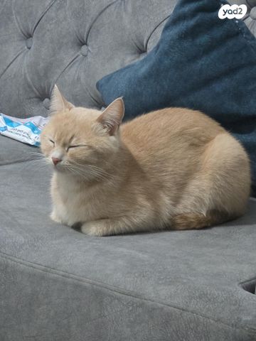 תמונת מודעה - חיות מחמד