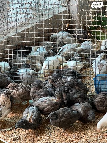 תמונת מודעה - חיות מחמד