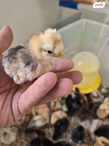 תמונת מודעה - חיות מחמד