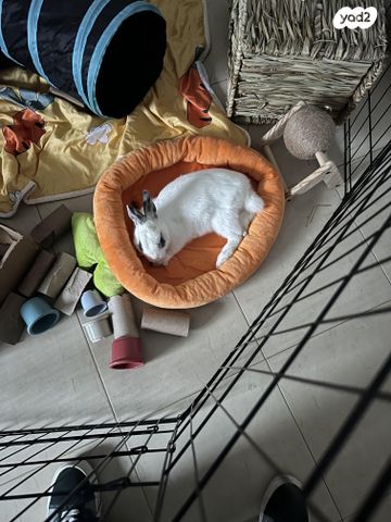 תמונת מודעה - חיות מחמד