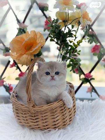 תמונת מודעה - חיות מחמד