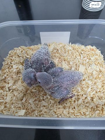 תמונת מודעה - חיות מחמד