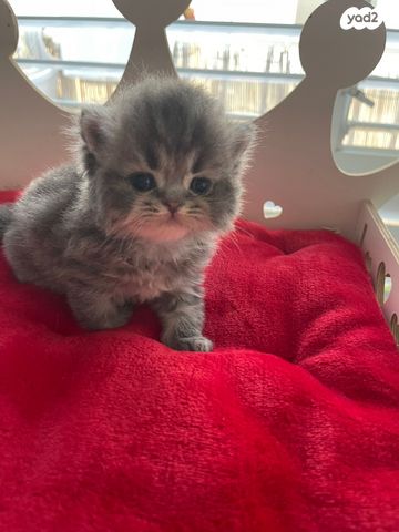 תמונת מודעה - חיות מחמד