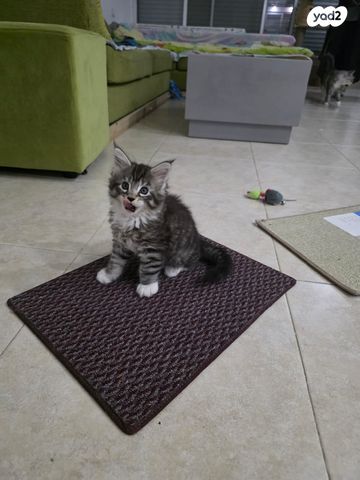 תמונת מודעה - חיות מחמד