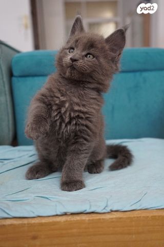 תמונת מודעה - חיות מחמד