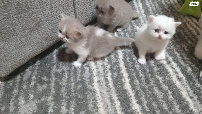 תמונת מודעה - חיות מחמד