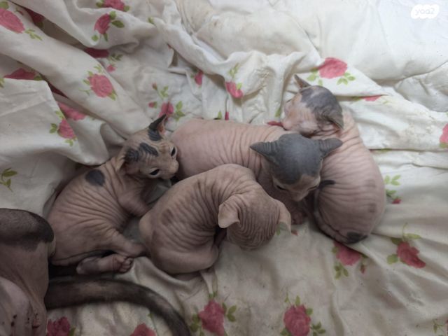 תמונת מודעה - חיות מחמד