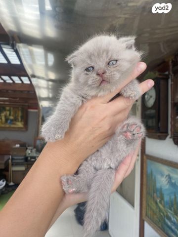 תמונת מודעה - חיות מחמד