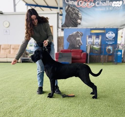 תמונת מודעה - חיות מחמד