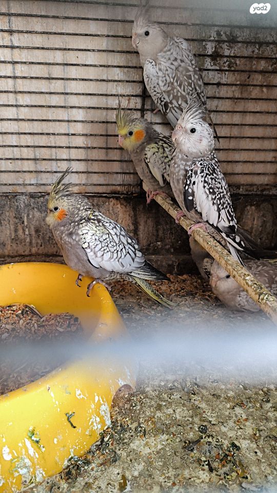 תמונת מודעה - חיות מחמד