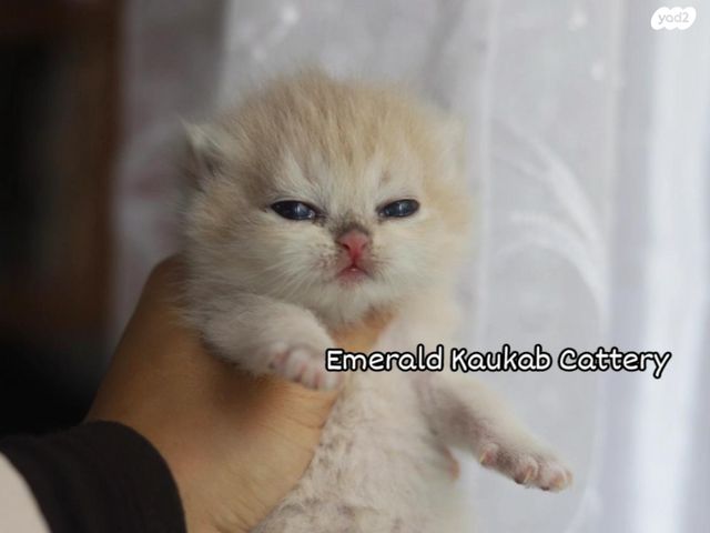 תמונת מודעה - חיות מחמד