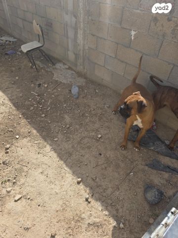 תמונת מודעה - חיות מחמד