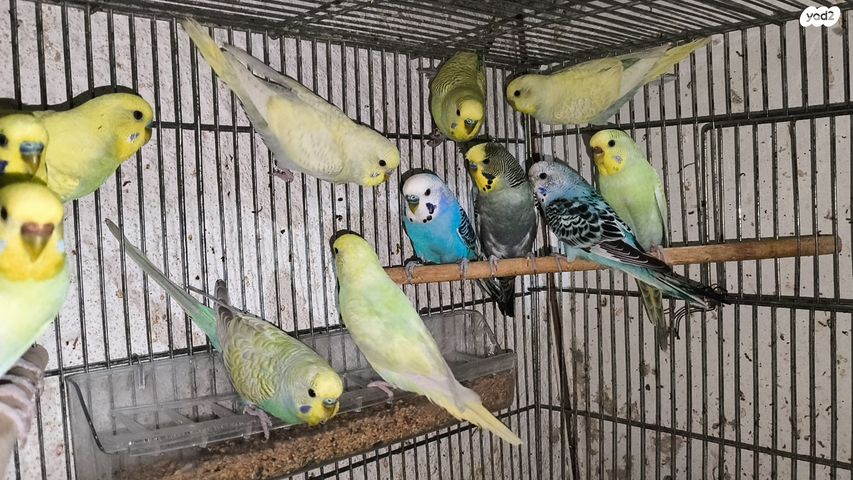 תמונת מודעה - חיות מחמד