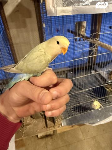 תמונת מודעה - חיות מחמד