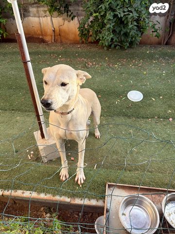 תמונת מודעה - חיות מחמד