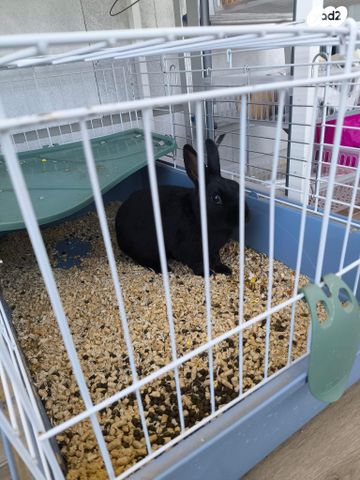 תמונת מודעה - חיות מחמד