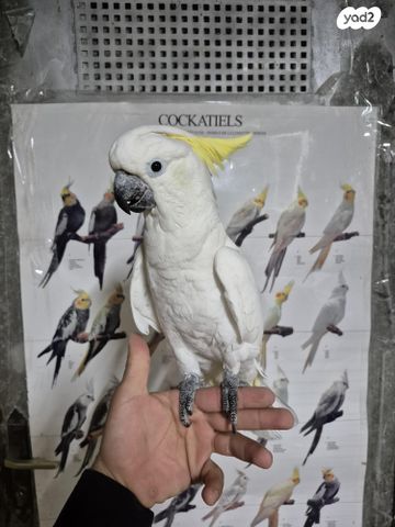 תמונת מודעה - חיות מחמד