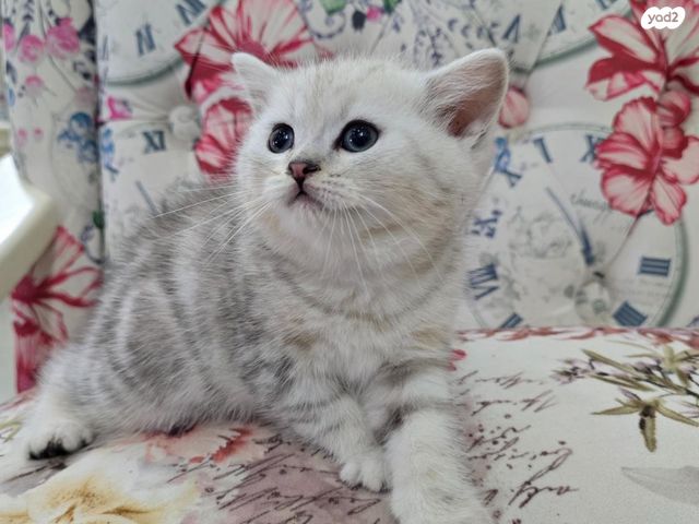 תמונת מודעה - חיות מחמד