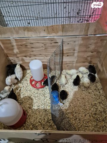 תמונת מודעה - חיות מחמד