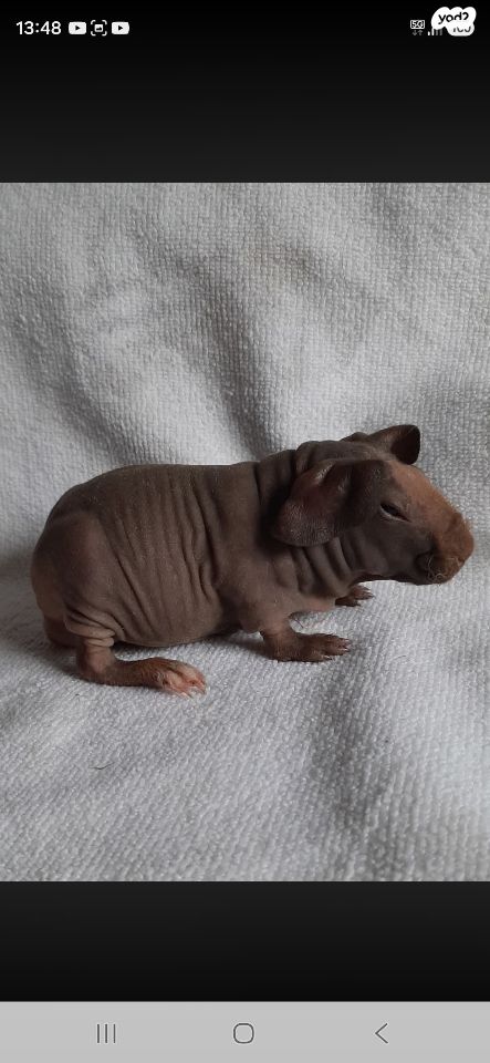 תמונת מודעה - חיות מחמד