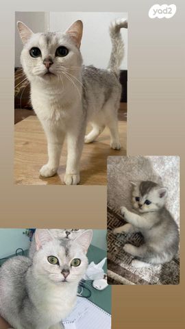 תמונת מודעה - חיות מחמד