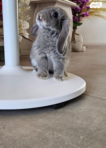 תמונת מודעה - חיות מחמד