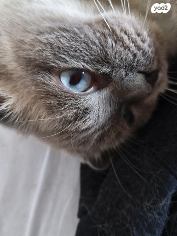 תמונת מודעה - חיות מחמד