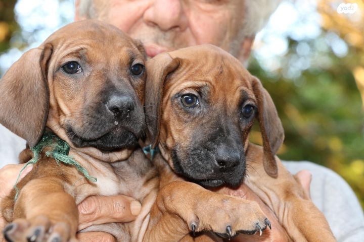 תמונת מודעה - חיות מחמד