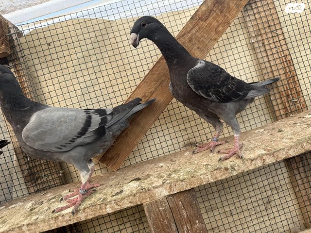 תמונת מודעה - חיות מחמד