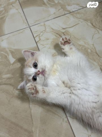 תמונת מודעה - חיות מחמד