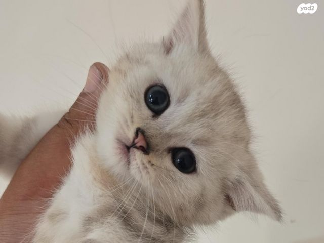 תמונת מודעה - חיות מחמד