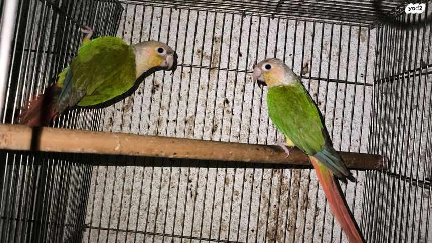 תמונת מודעה - חיות מחמד