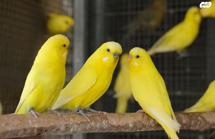 תמונת מודעה - חיות מחמד