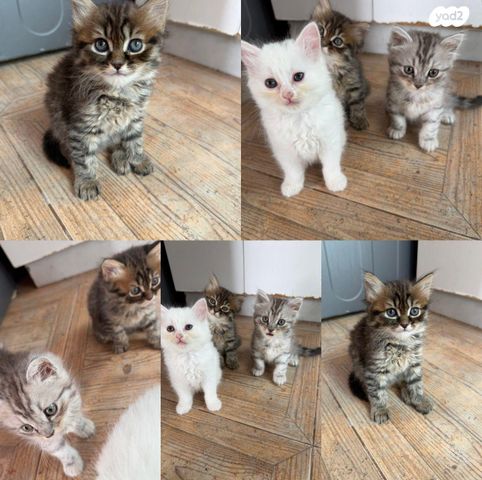 תמונת מודעה - חיות מחמד