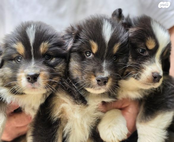 תמונת מודעה - חיות מחמד