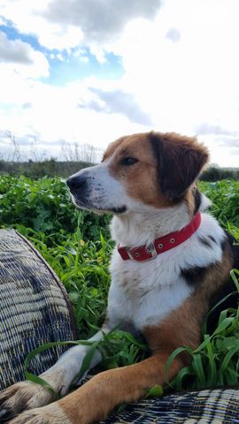 תמונת מודעה - חיות מחמד