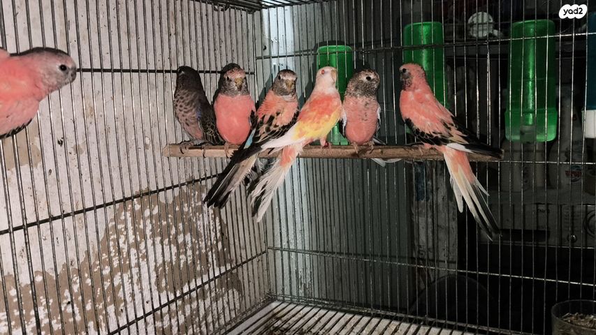 תמונת מודעה - חיות מחמד