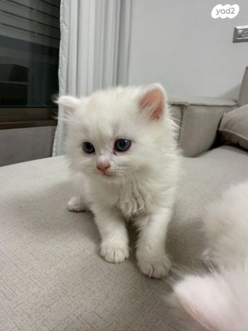 תמונת מודעה - חיות מחמד