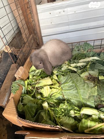 תמונת מודעה - חיות מחמד