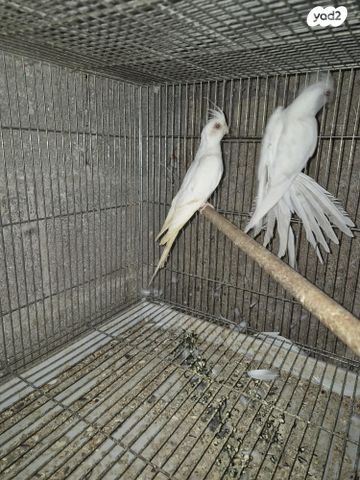 תמונת מודעה - חיות מחמד