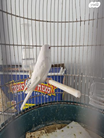 תמונת מודעה - חיות מחמד