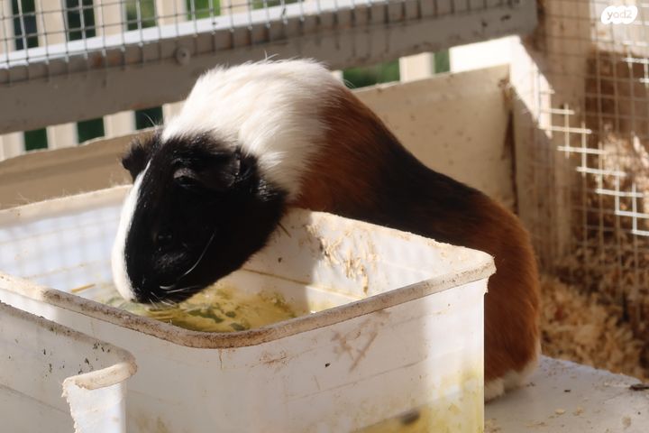 תמונת מודעה - חיות מחמד