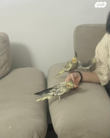 תמונת מודעה - חיות מחמד