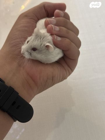 תמונת מודעה - חיות מחמד