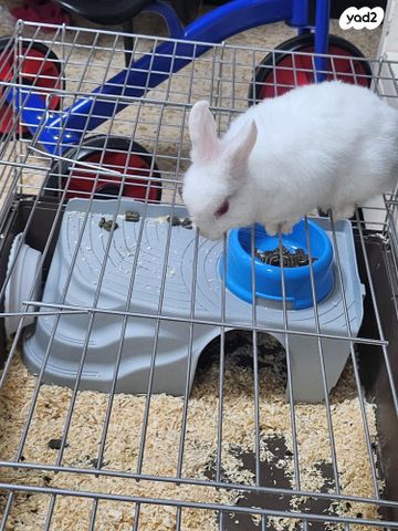 תמונת מודעה - חיות מחמד